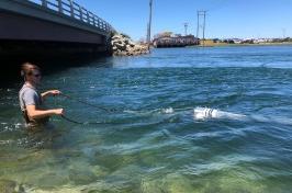 A man stands in a body of water dragging a net behind him to collect microplastic particles.